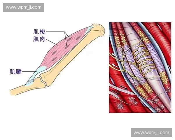 肌肉再生机制的探究与应用前景分析：从分子生物学到临床治疗的转化研究